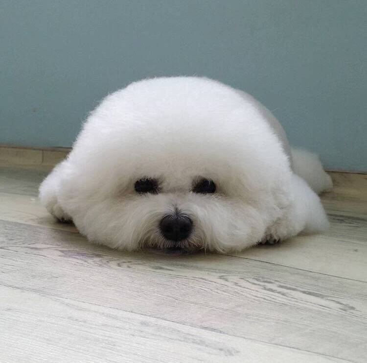 猫什么原因会有跳蚤?揭秘猫咪跳蚤问题